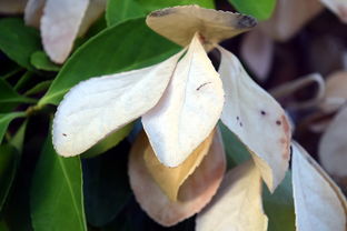 kaiyun登录入口-法甲防守阵型转换与对手控球比变化的动态关系研究，法国足球防守型中场